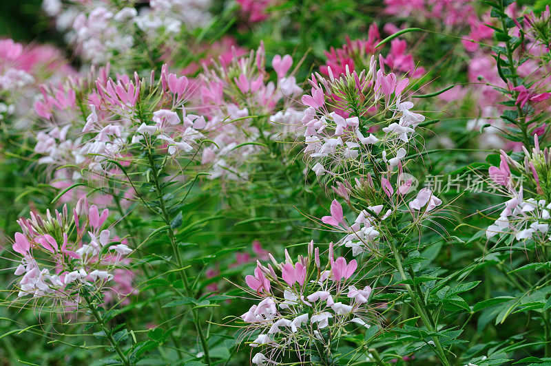 醉蝶花属