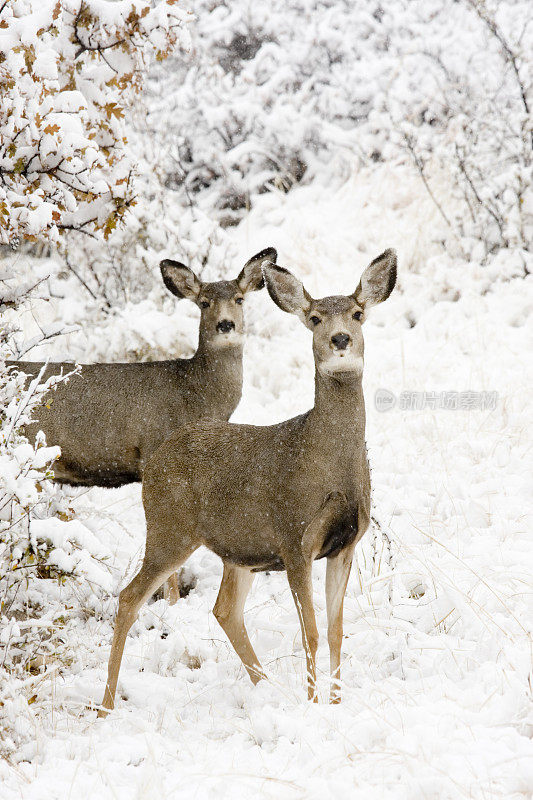 雪中的母骡鹿