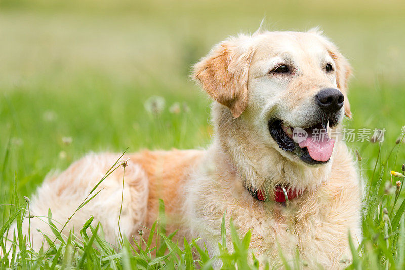 草地上的金毛寻回犬