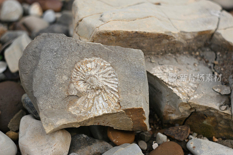 鹦鹉螺化石包围