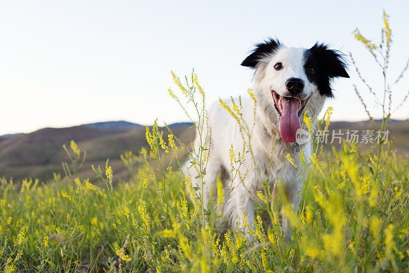 边境牧羊犬