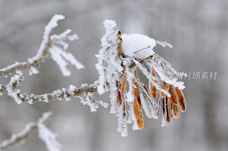 白蜡树种子与雪