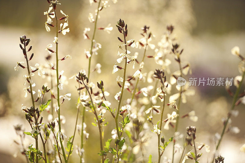 春日白花迎日