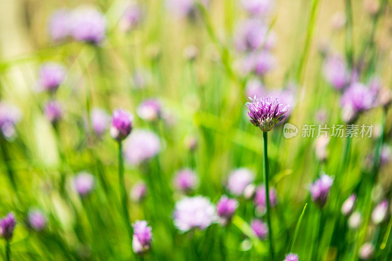 香葱鲜花盛开