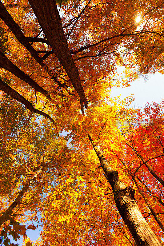 树梢在秋天