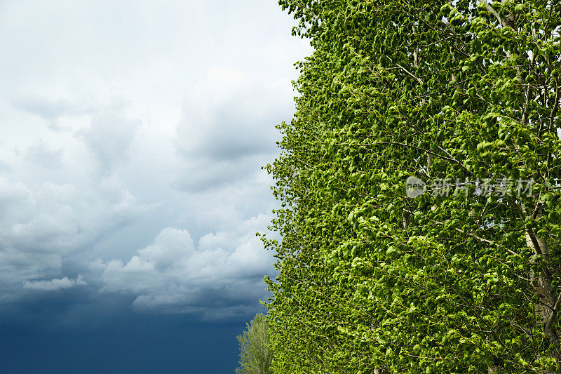 暴风雨的天空，白杨树的叶子在风中飘扬