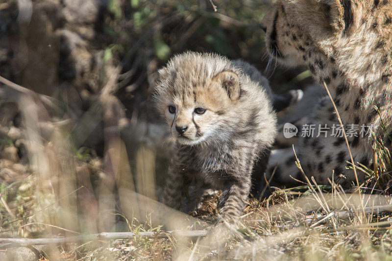 猎豹幼崽，马赛马拉，肯尼亚