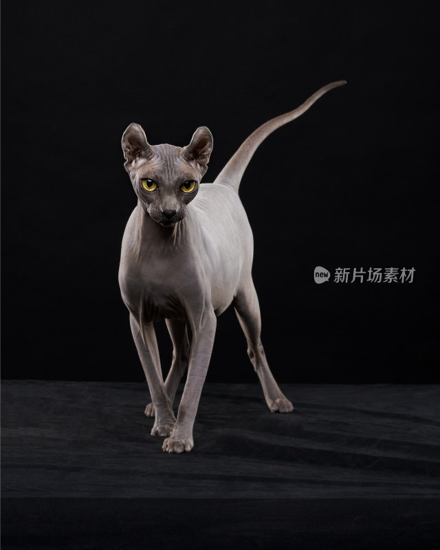 Sphynx猫