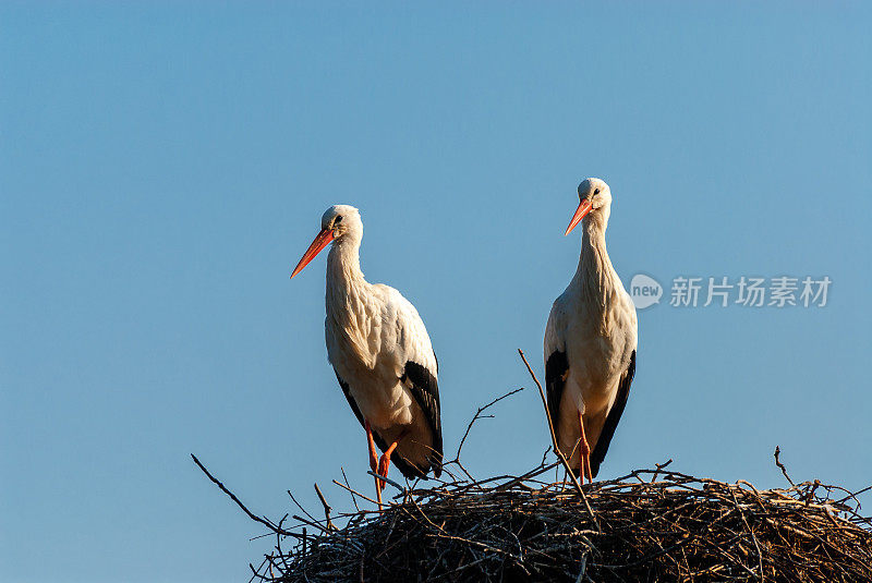 家庭鹳