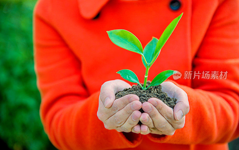 一株植物在女性手中