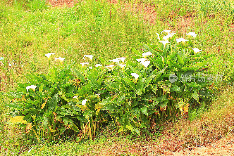 小白马蹄莲种植园