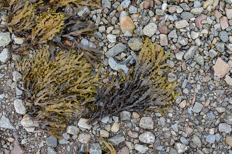 海边的海藻和岩石