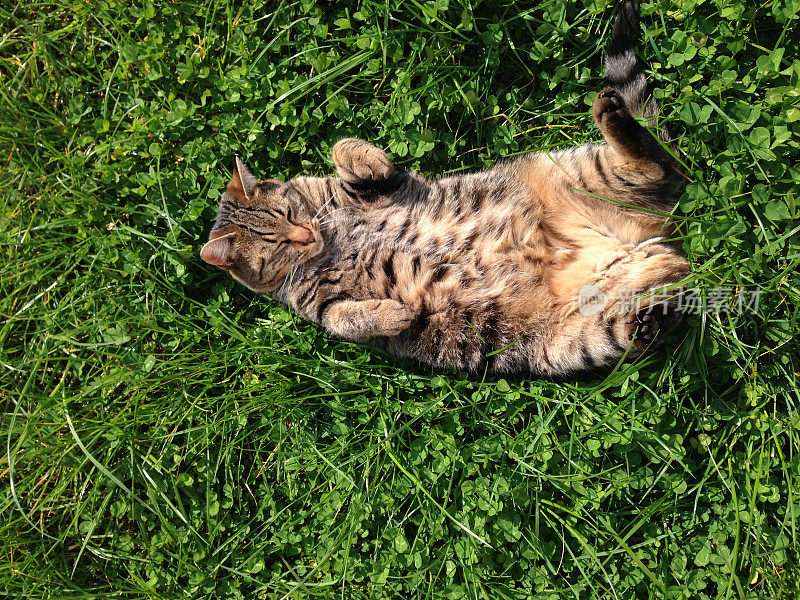 快乐的猫在草地上