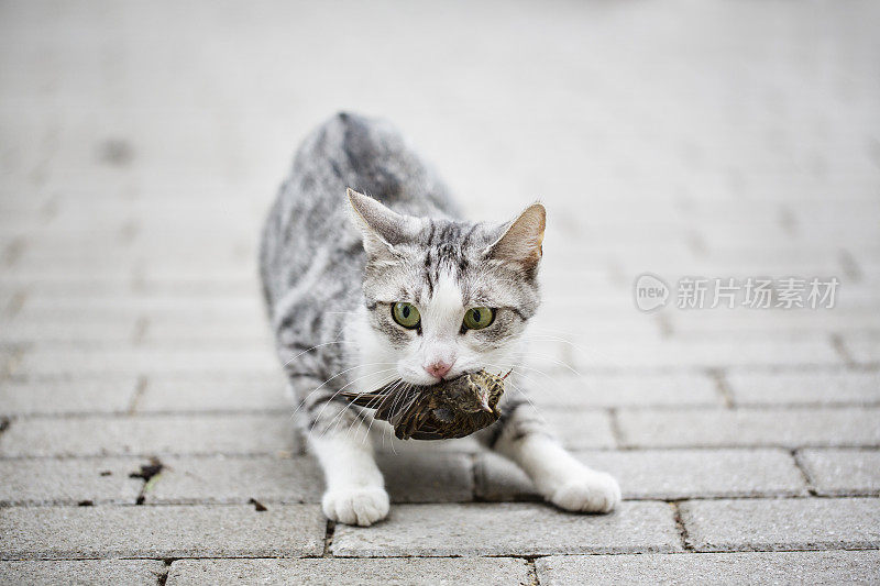 虎斑猫坐在嘴里叼着一只鸟