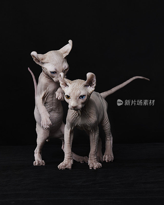 Sphynx猫