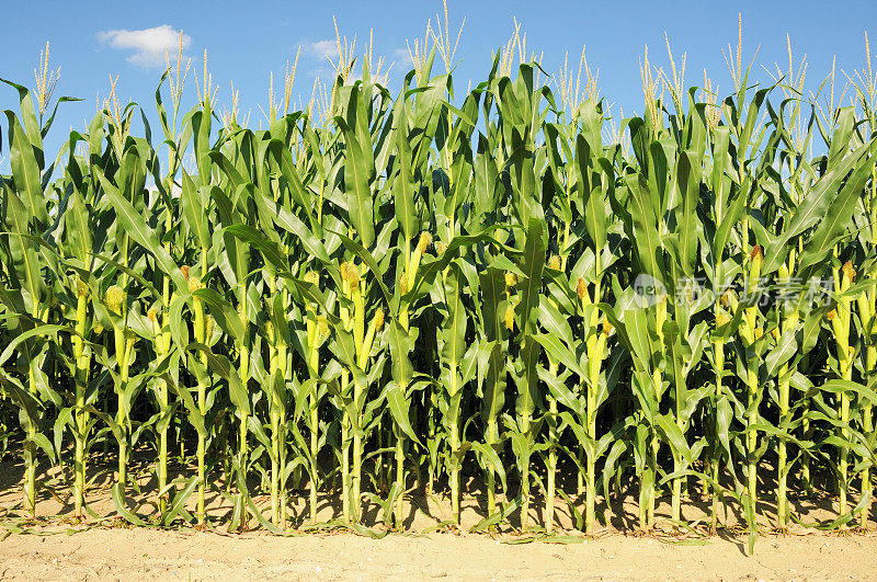 印第安纳州的玉米田