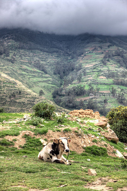 秘鲁棕色奶牛背光在安第斯牧场
