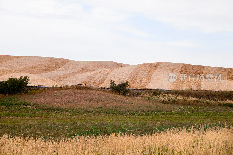 条纹帕卢斯麦田