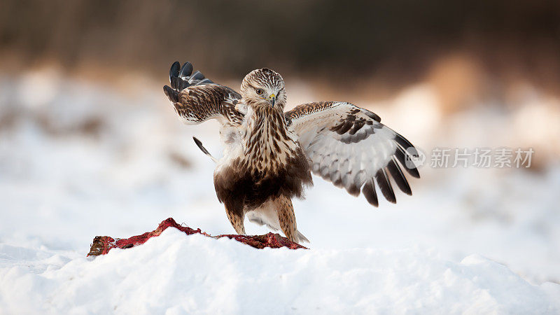 秃鹰在雪地上吃东西