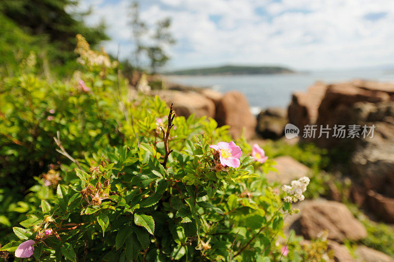 崎岖地带的花朵