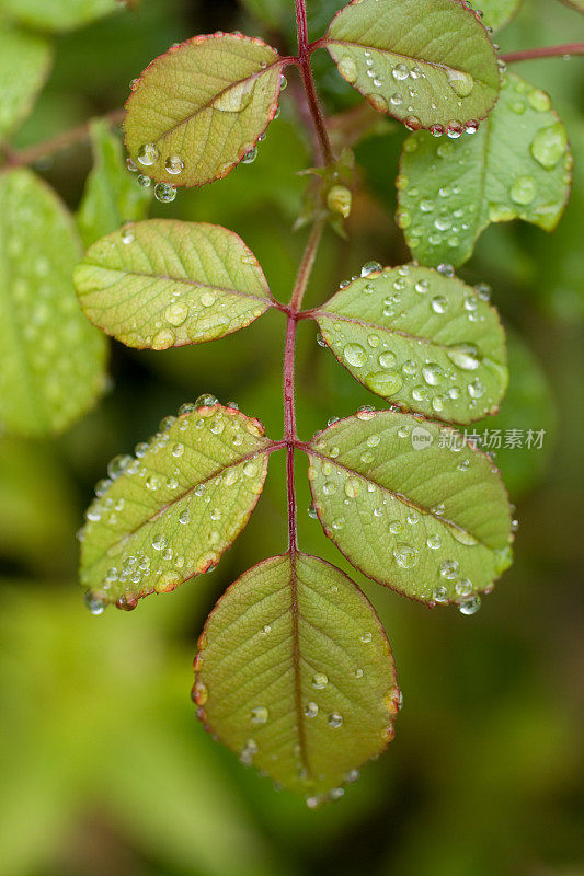 雨滴落在玫瑰叶子上