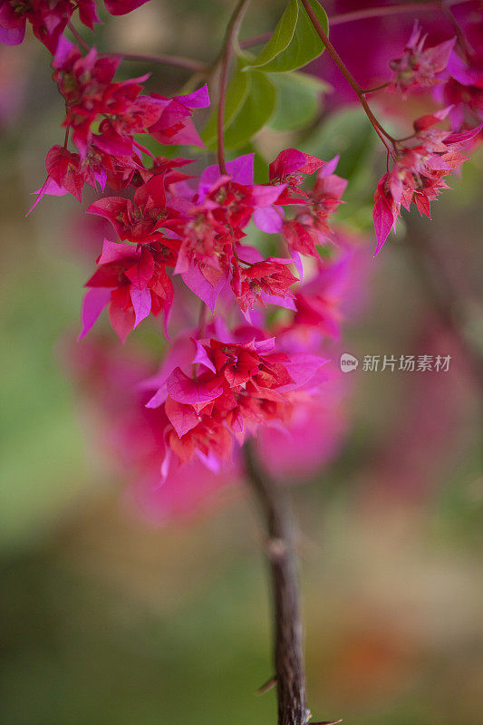 叶子花属