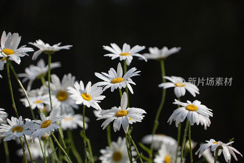 花坛上湿漉漉的甘菊