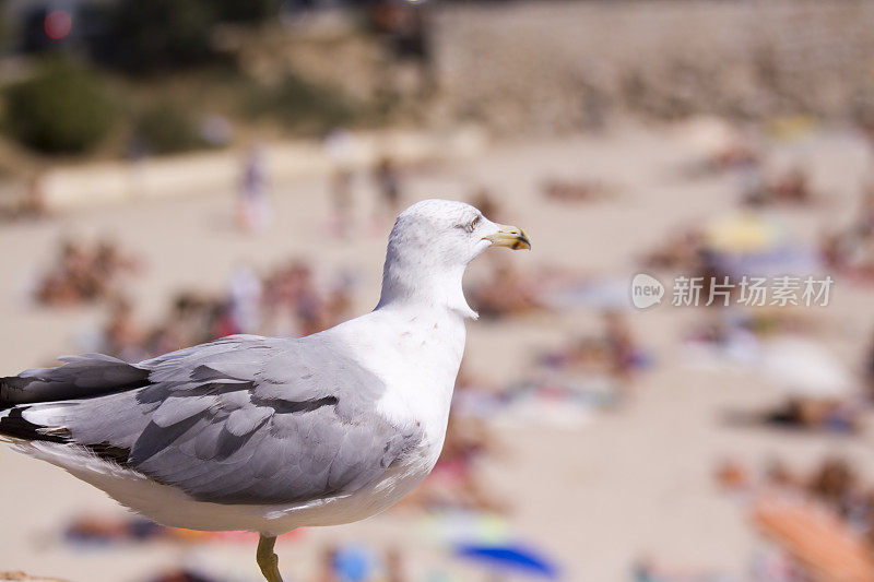 海滩上的害虫