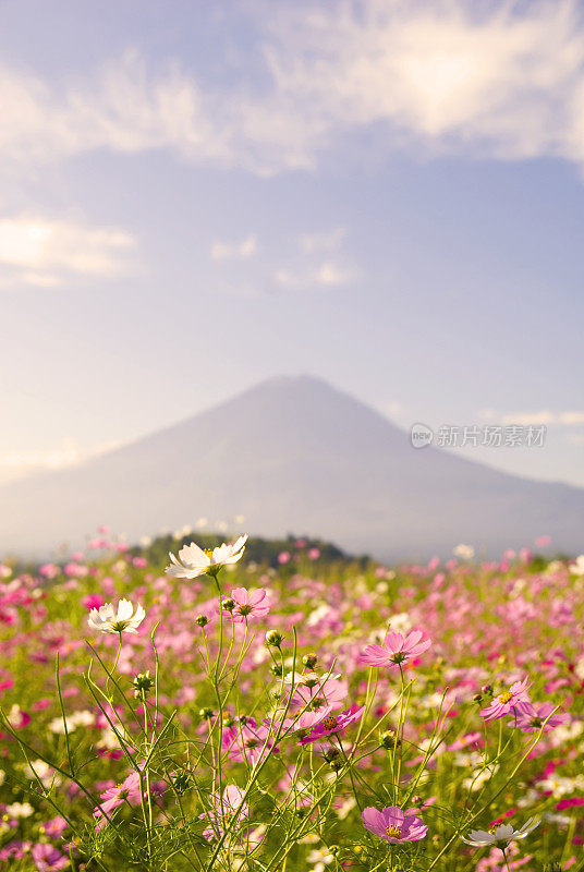 花田和富士山