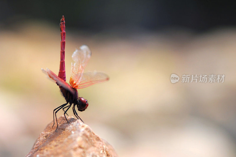 红蜻蜓在岩石上追它的尾巴