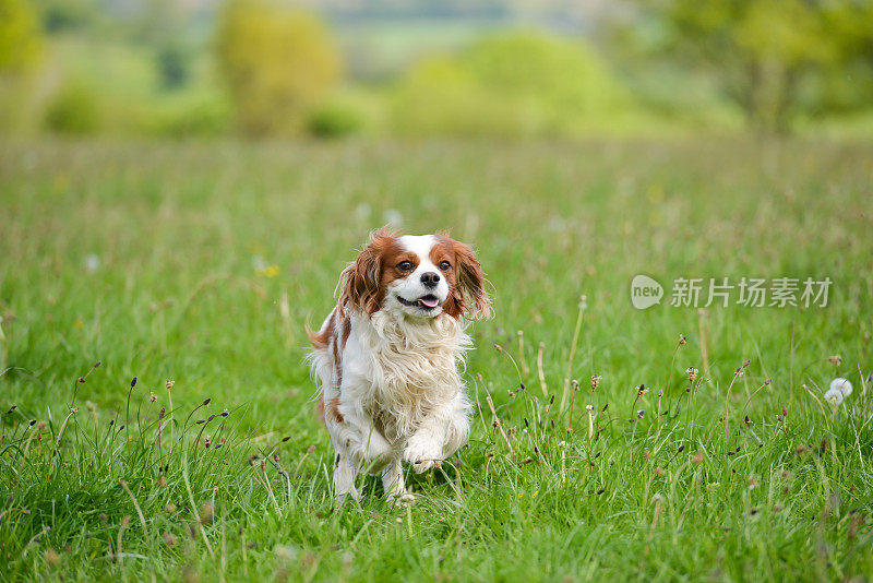 查尔斯王猎犬喜欢跑步