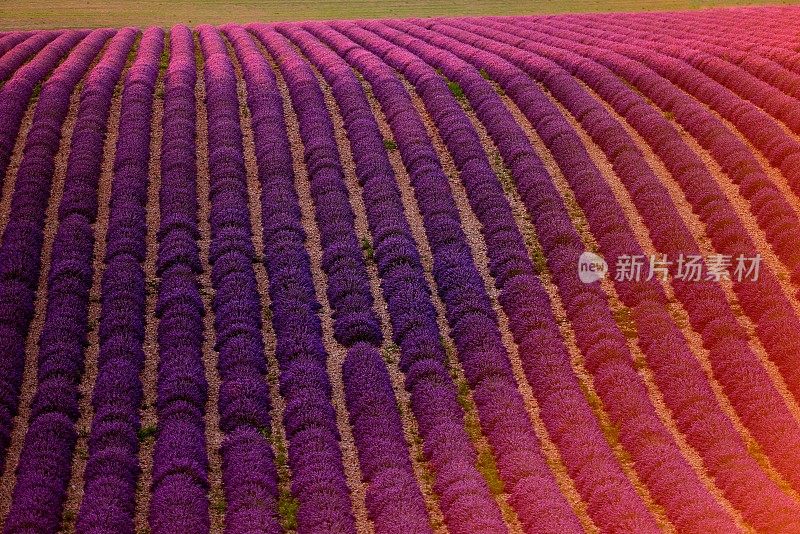 夕阳照耀着薰衣草田03