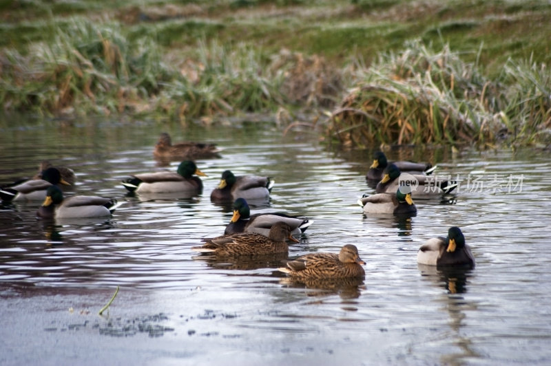 冬天池塘上的野鸭