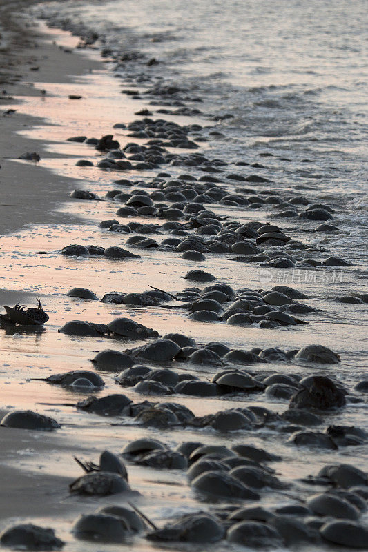 马蹄蟹产卵高潮屠杀海滩特拉华湾海浪
