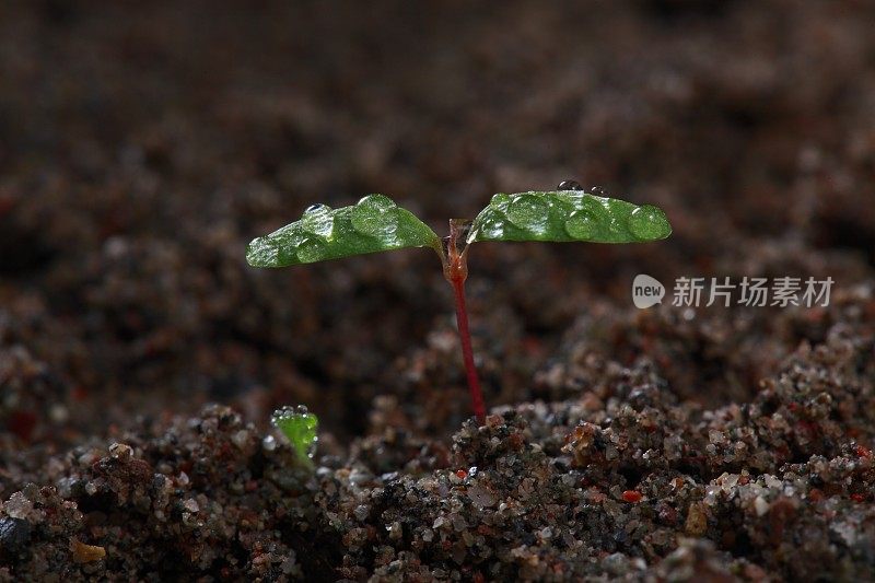 小春芽在土壤中生长