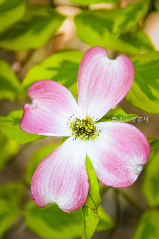 粉色开花山茱萸