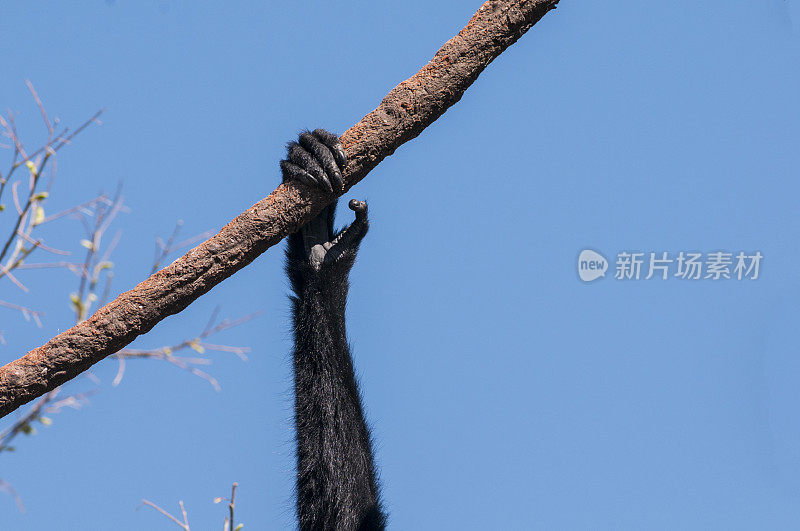 长臂猿臂吊在藤上