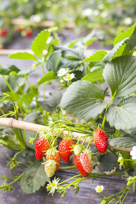 田间草莓植株