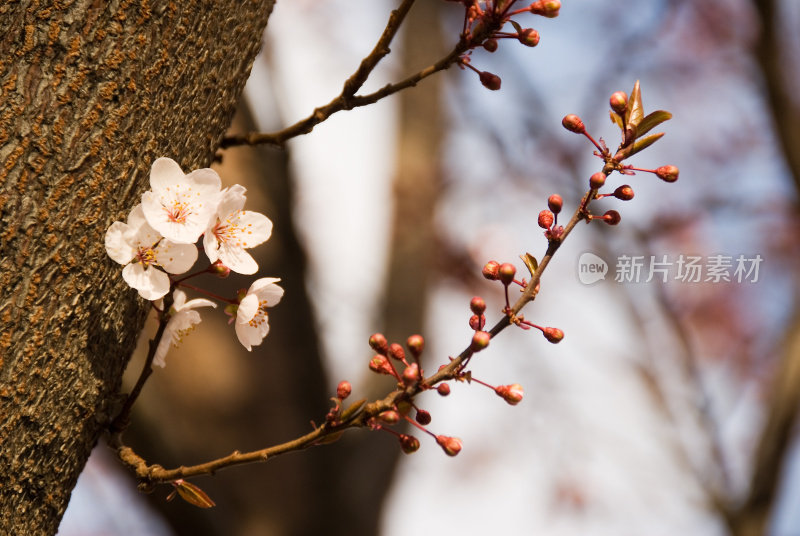 樱桃树开花