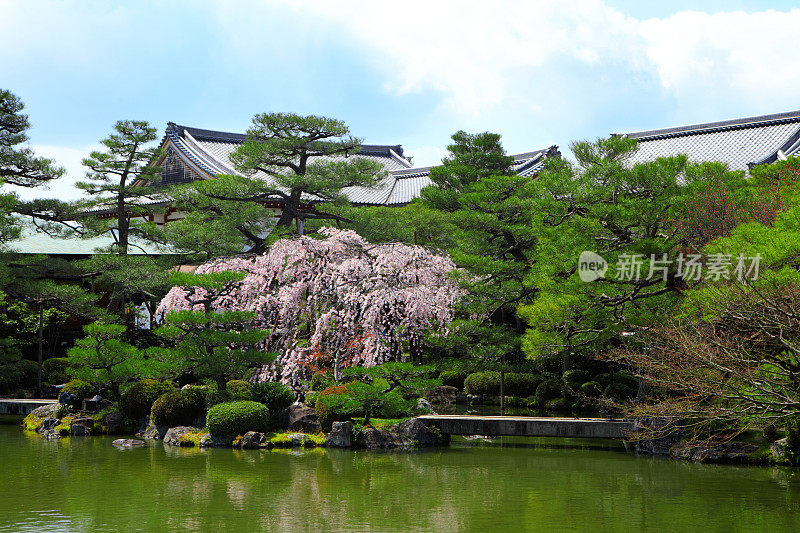 樱花日本花园