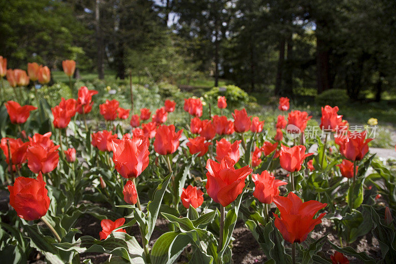 花坛中的红色郁金香(瑞典)