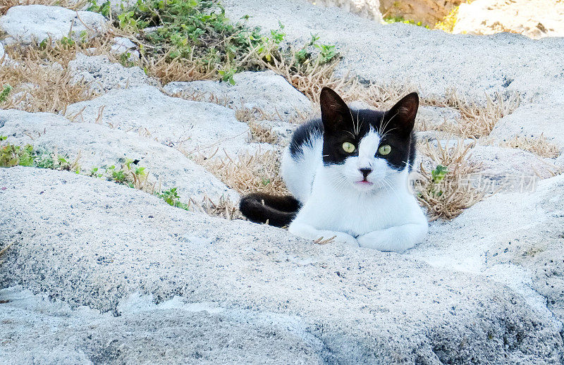 希腊的野猫