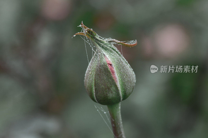 玫瑰花蕾上的蜘蛛网