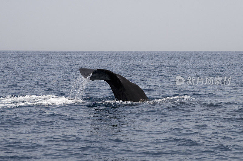 鲸的尾巴