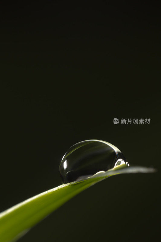 带雨滴的叶子