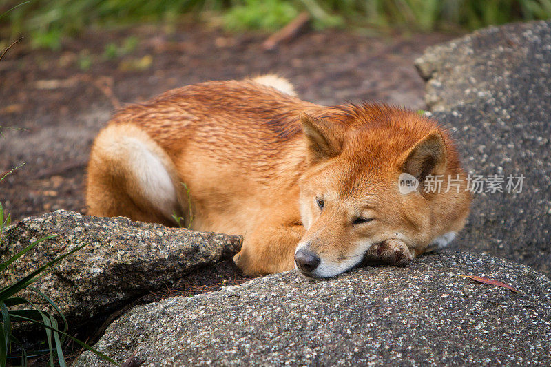 澳洲野犬