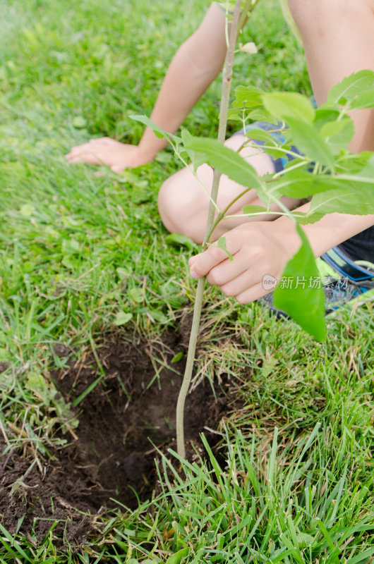 小男孩在前院种树