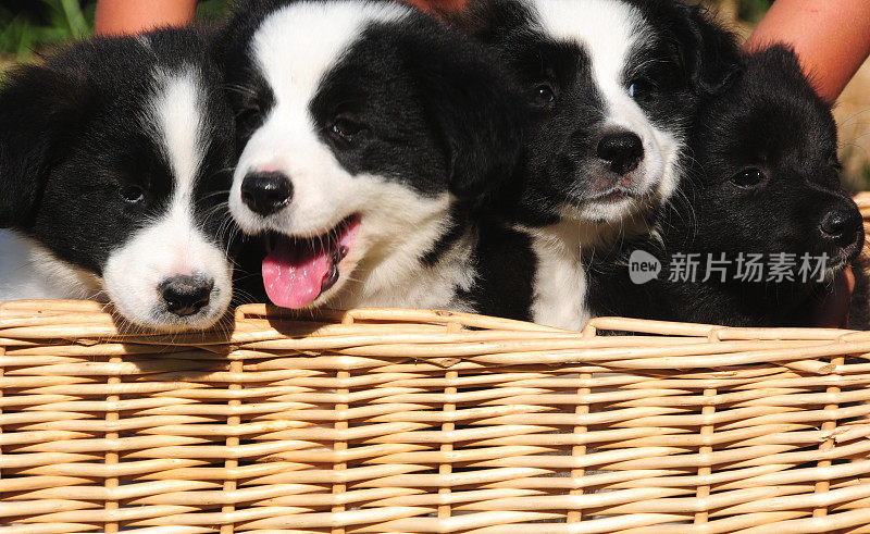 可爱的边境牧羊犬幼犬