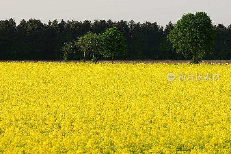 油菜领域