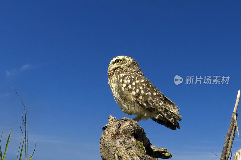 穴居猫头鹰